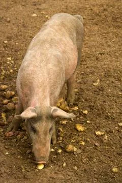 Feeding pig Stock Photos