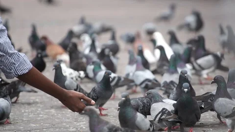 Feeding pigeon Stock Footage 101494130