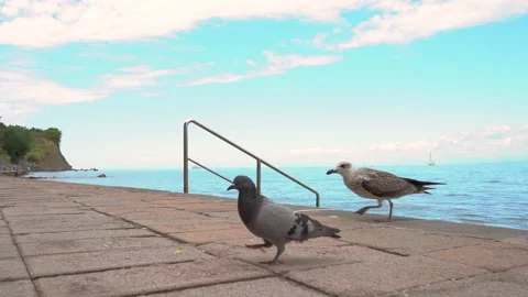 Feeding pigeons and seagulls with chips Stock Footage 225285232
