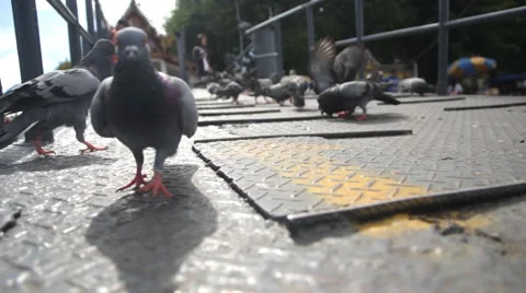 Feeding Pigeons on floor Stock Footage 60585544