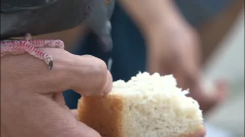 Feeding the pigeons Stock Footage 11312943