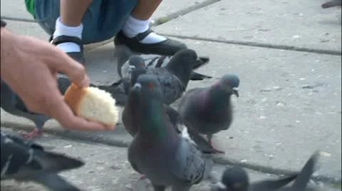 Feeding the pigeons Stock Footage 11312944