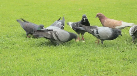 Feeding pigeons Stock Footage 39343177