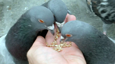 Feeding pigeons Stock Footage