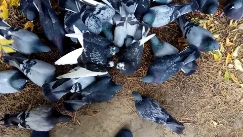 Feeding of pigeons Stock Footage 117828685