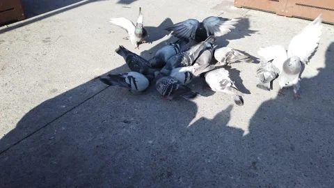 Feeding the pigeons Stock Footage 144053140