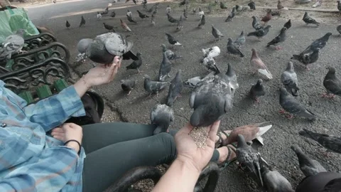 Feeding pigeons. Stock Footage 151390298