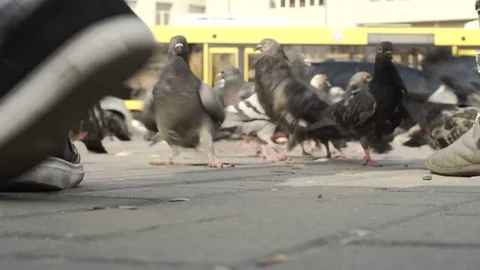 Feeding pigeons in the park. close-up Stock Footage 73990750