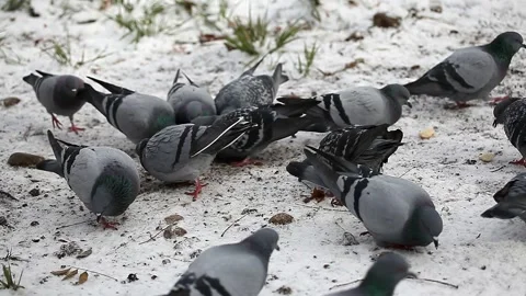 Feeding pigeons in the park. The concept of caring for animals. Stock Footage 153806414