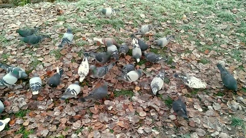 Feeding pigeons in a park Stock Footage 83293489