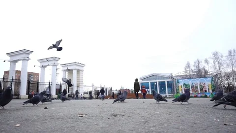 Feeding Pigeons in the Park in Slow Motion. Stock Footage 82005533