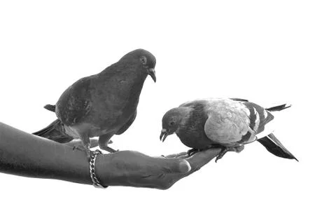 Feeding pigeons Stock Photos