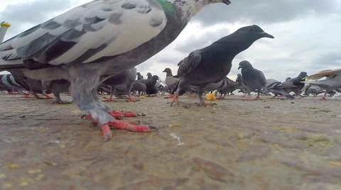 Feeding pigeons at the pier Stock Footage 53227586