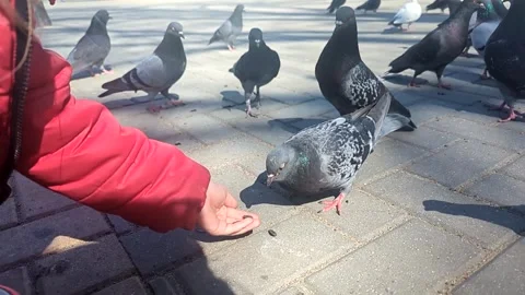 Feeding pigeons in a public square or park Stock Footage 341280060