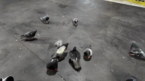 Feeding pigeons at the train stop Stock Footage 318497786