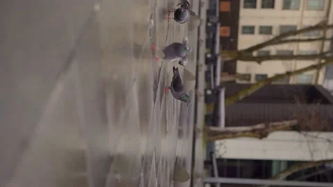 Feeding pigeons - Vertical shoot - 4k 100 fps Video stock 196149318