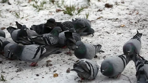 Feeding pigeons in winter in the park. The concept of caring for animals. Stock Footage 153806441