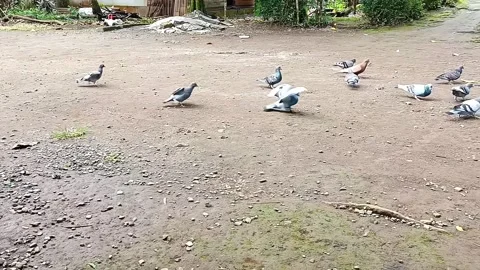 Feeding Pigeons on Yard Ground Flock of Birds Flying and Gathering to Eat Food Stock Footage 332426201