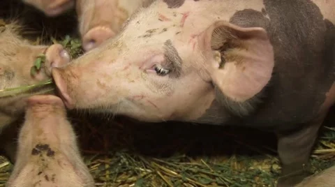 Feeding of piglets in pigsty Vídeo Stock 56521484