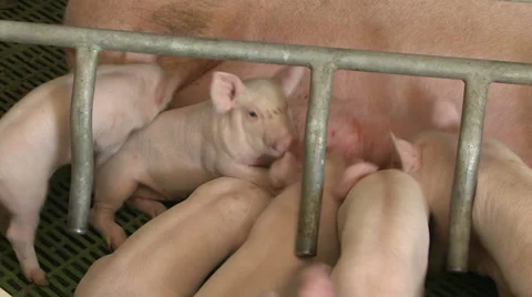 Feeding pigs 	03 Stock Footage 38918105