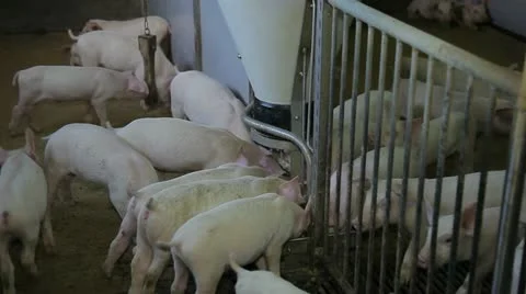 Feeding pigs Video stock 11021553