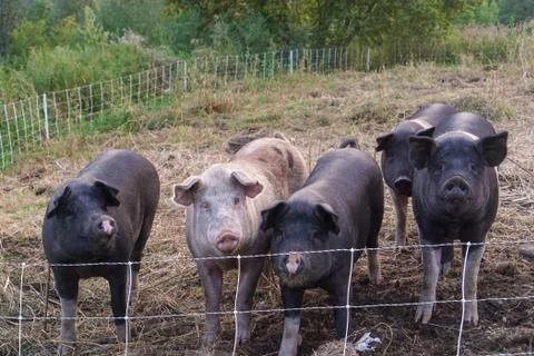 Feeding the Pigs Stock Photos