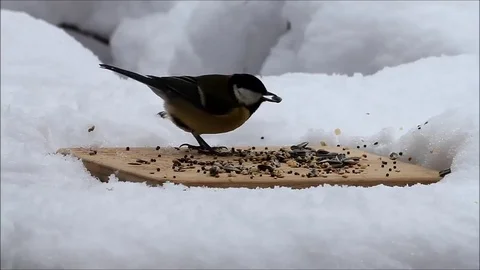 Feeding place for wild birds in snow Stock Footage