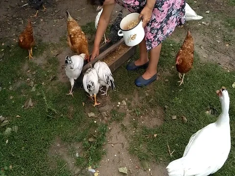 Feeding poultry in the backyard Stock Footage 80716076
