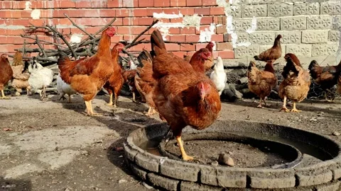 Feeding poultry, some were just scared Stock Footage 168150657