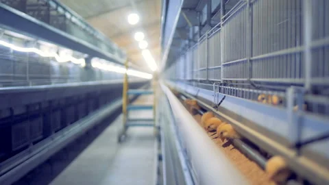 Feeding process of small chickens in a henhouse, poultry farm. Stock Footage 88599282
