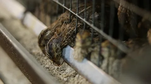 Feeding quail on the farm Stock Footage 68907387