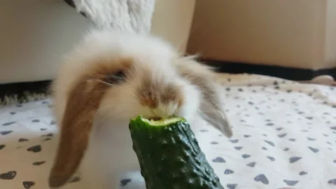Feeding rabbit with fresh cucumber. Lovely pet concept Stock Footage