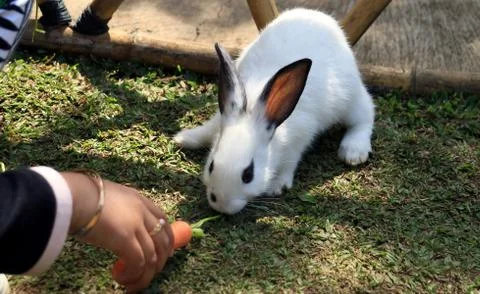 Feeding rabbit Stock Photos