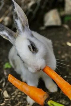Feeding a rabbit Stock Photos