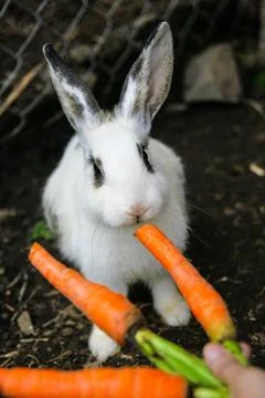 Feeding a rabbit Stock Photos