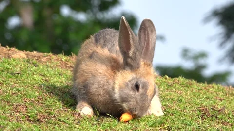 Feeding the rabbits in the garden Stock Footage 244629441
