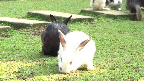 Feeding the rabbits in the garden Stock Footage 244630962