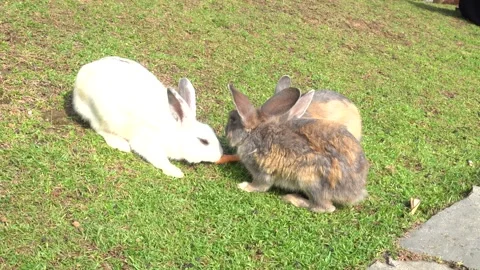Feeding the rabbits in the garden Stock Footage 244632142