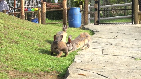 Feeding the rabbits in the garden Stock Footage 244632166