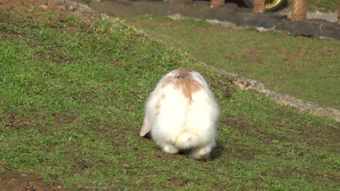 Feeding the rabbits in the garden Stock Footage 244638337