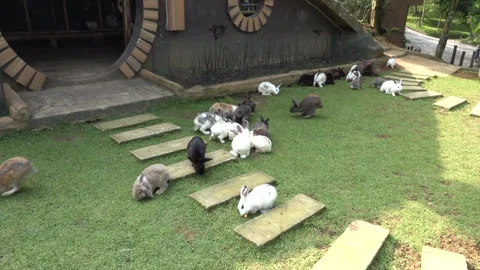 Feeding the rabbits in the garden Stock Footage 244640418