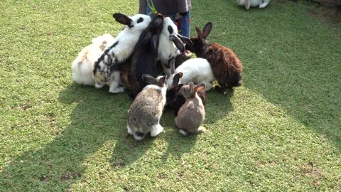 Feeding the rabbits in the garden Stock Footage 244640862