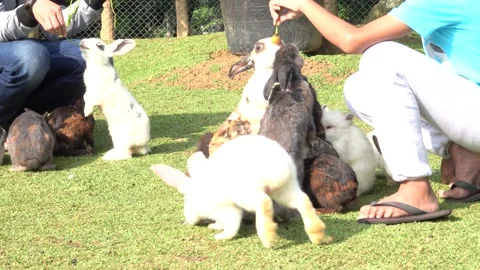 Feeding the rabbits in the garden Stock Footage 244640924