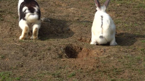 Feeding the rabbits in the garden Stock Footage 244641285
