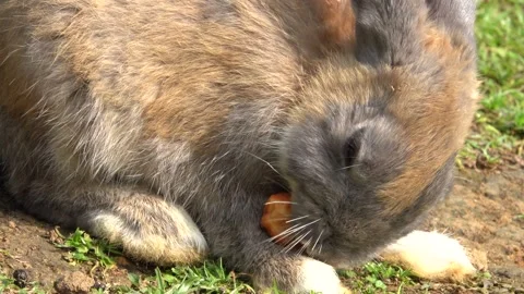 Feeding the rabbits in the garden Stock Footage 244643124