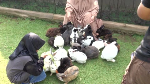 Feeding the rabbits in the garden Stock Footage 244643601