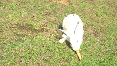 Feeding the rabbits in the garden Stock Footage 244643682
