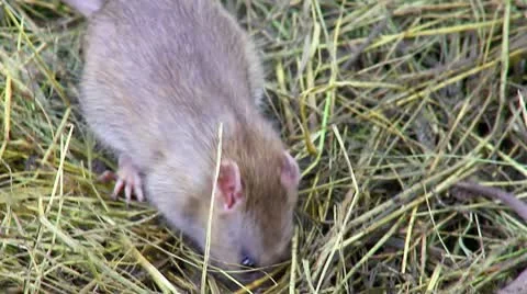 Feeding Rat (close up) Stock Footage 10536471