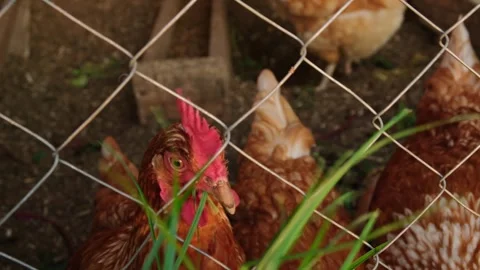 Feeding the red hens with fresh grass from behind the fence. Stock Footage 290005746