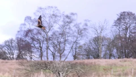 Feeding Red Kite Stock Footage 300162538